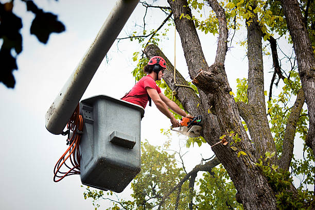 Best Emergency Tree Removal  in Chula Vista, CA